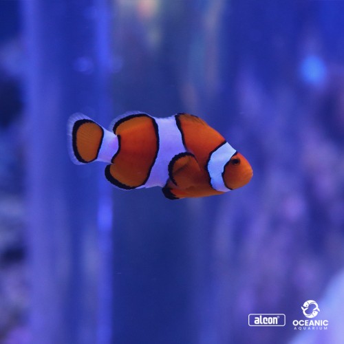 Categoria Oceanic Aquarium - Balneário Camboriú